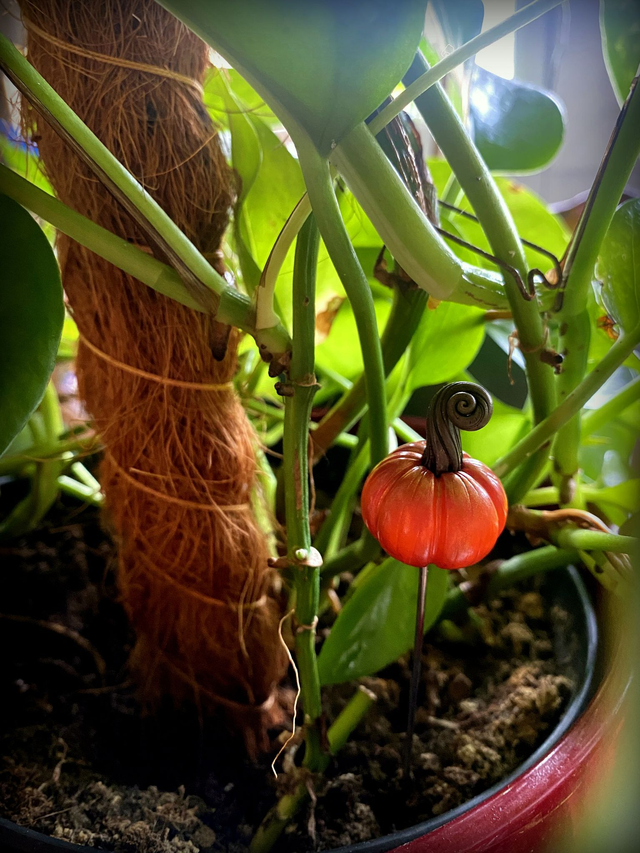 Pics à plantes décoratifs - Mini citrouilles