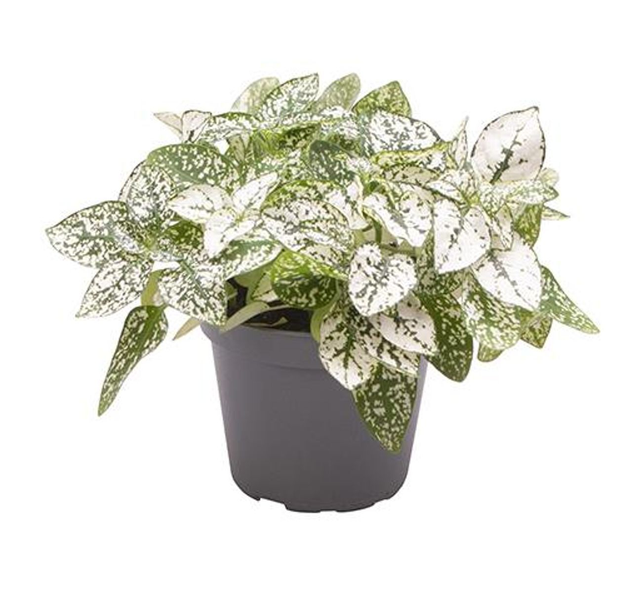 B29 . Hypoestes phyllostachya 'Confetti Compact White'