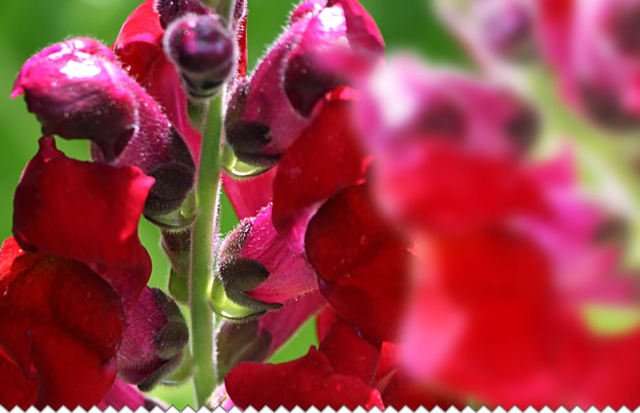 Gueule de loup Bio - Antirrhinum majus