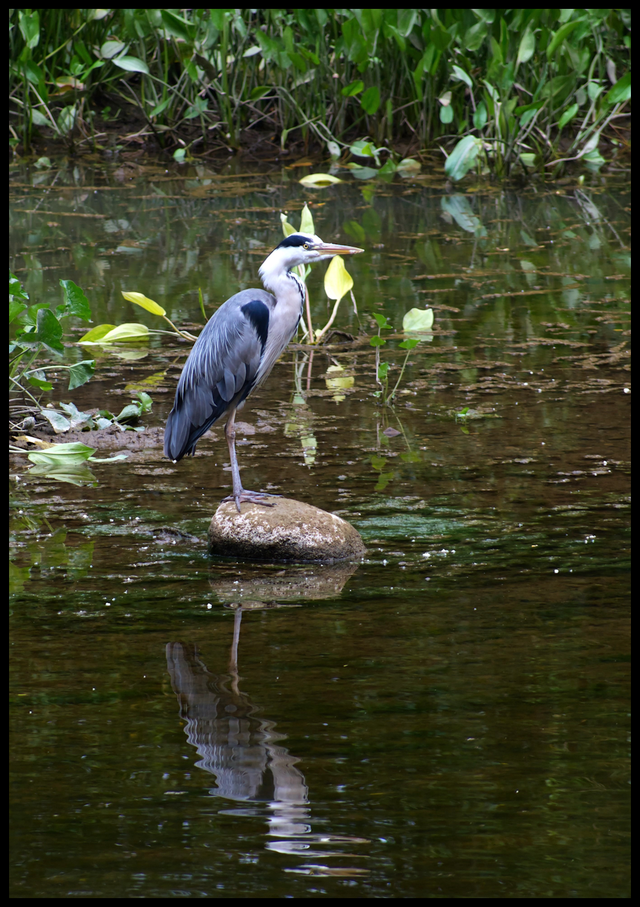 A4 Heron Side Portrait - Photoprint Framed