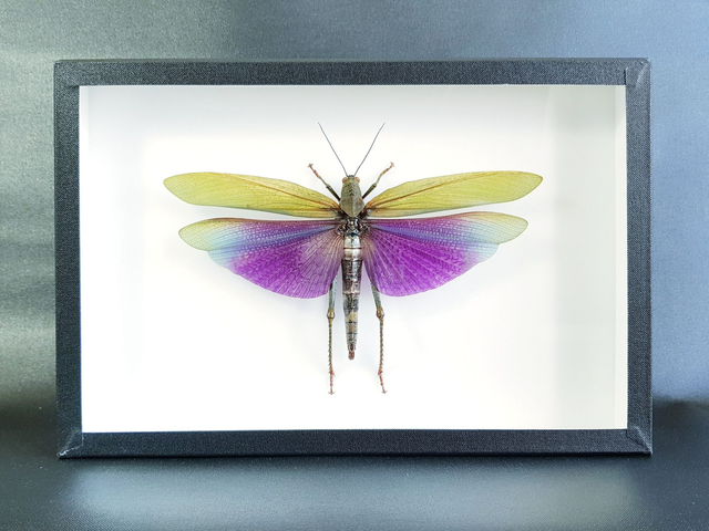 Titanacris albipes (grande femelle)