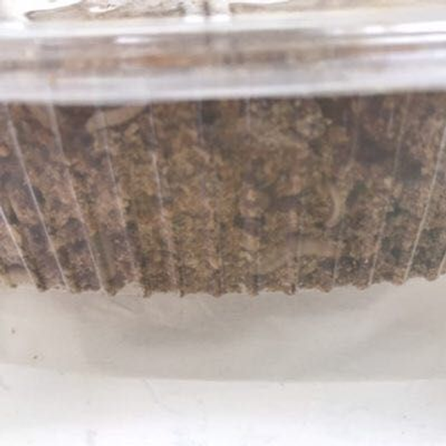 Camole Del Miele Piccole