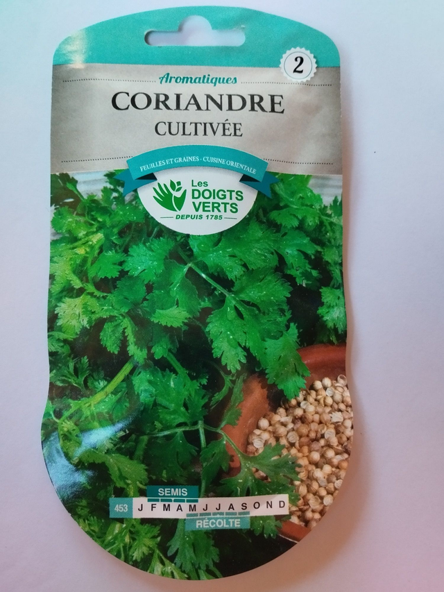 Coriandre cultivée