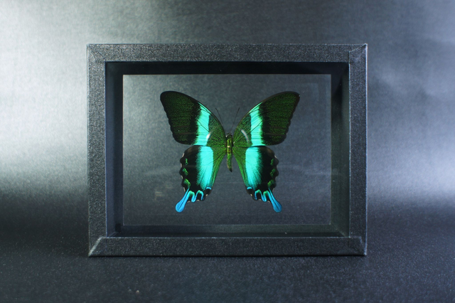 Papilio blumei (DV)