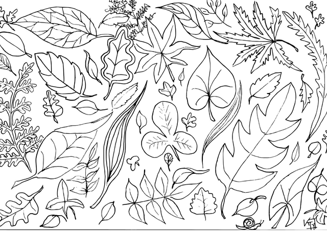 Carte à colorier "formes de feuilles"