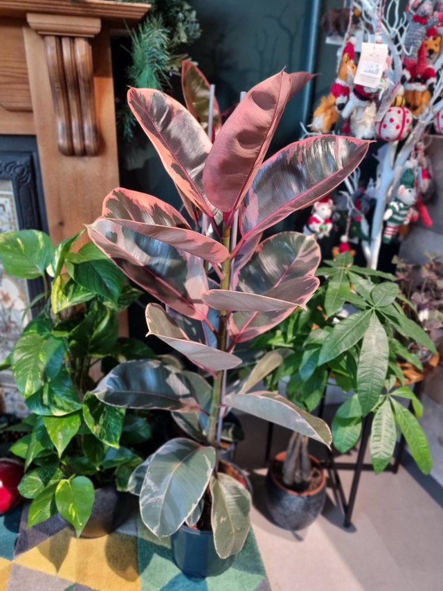 Ficus Belize 21cm pot 115cm tall