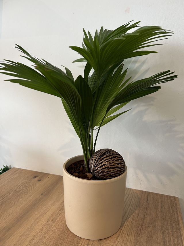 Livistonia noix de coco  