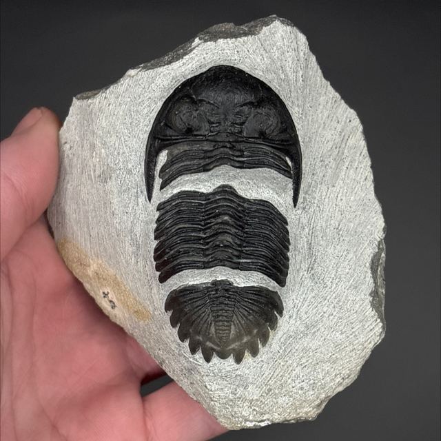 Hollardops Trilobite