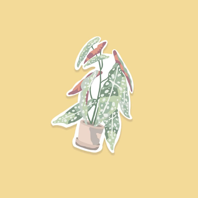 Stickers : La plante 🪴