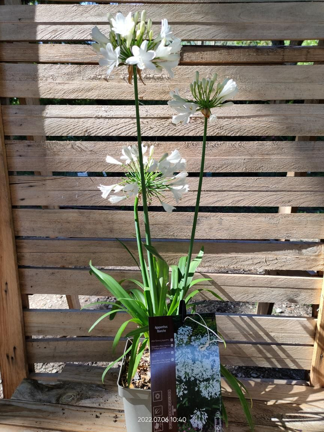 Agapanthe Blanche