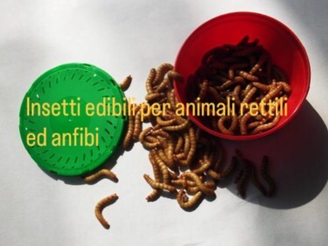 Camole della farina 6 chili 