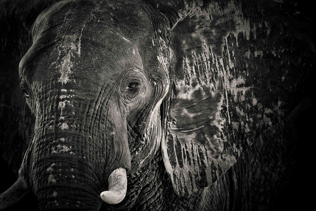 Tirage Dibond Black Ellies : "Black Soulages" cm