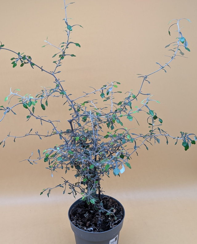 Corokia cotone  Zick Zack Strauch