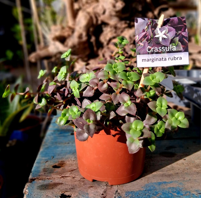 D112 . Crassula marginata rubra