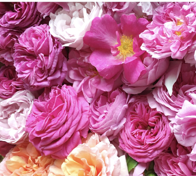 Soin Visage La rose pétale contre pétale