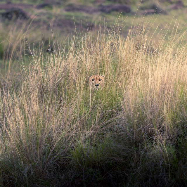 Tirage d'art : Cache Cache