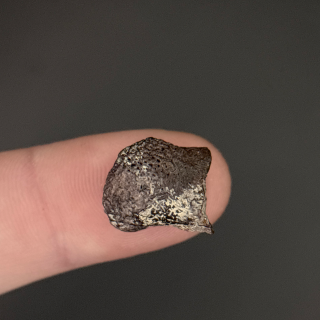 Edaphosaurus Bone Fragment 