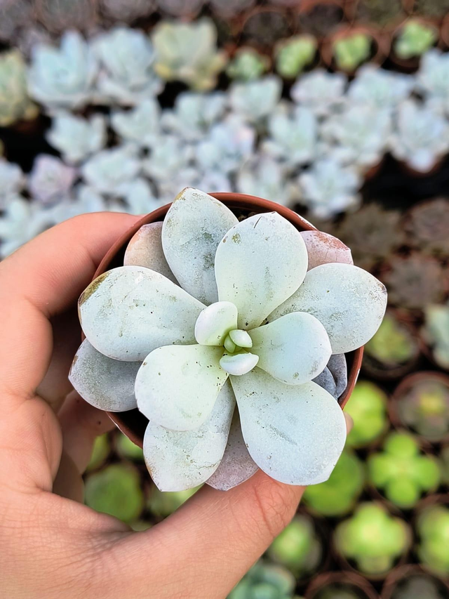 Echeveria laui