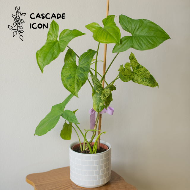 Syngonium Mottled Mojito 🌿