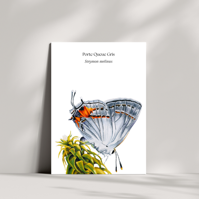 Cartes - Porte queue gris