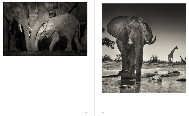 Dans l'ombre des éléphants