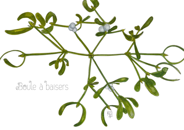 Carte postale botanique - Gui "Boule à baisers"