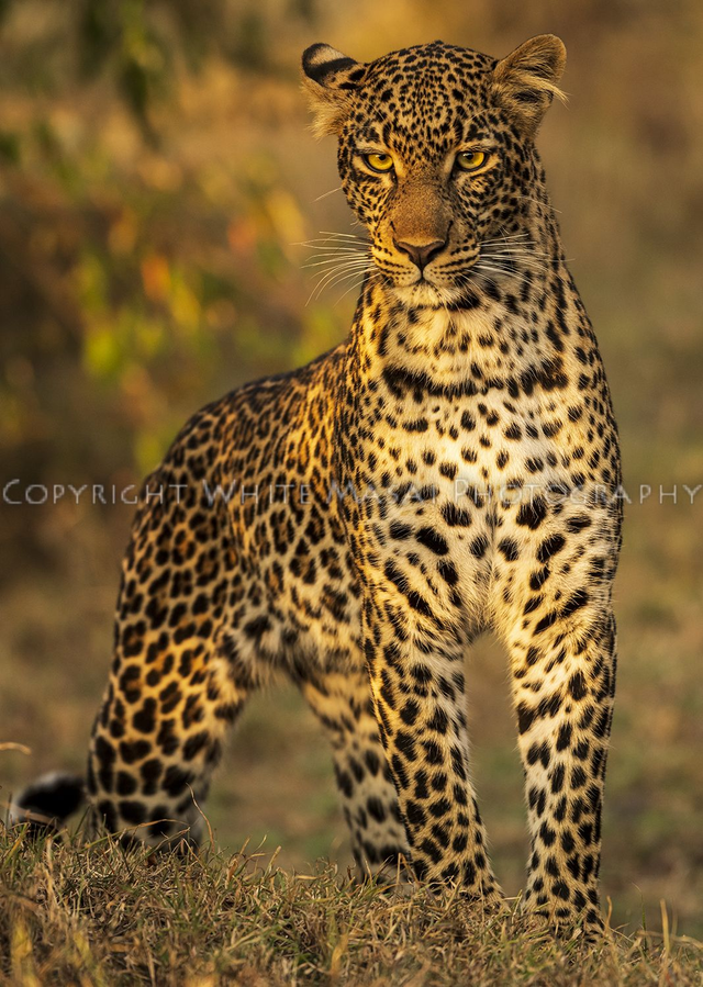 Star, Olakira meaning star was bathed in golden light.