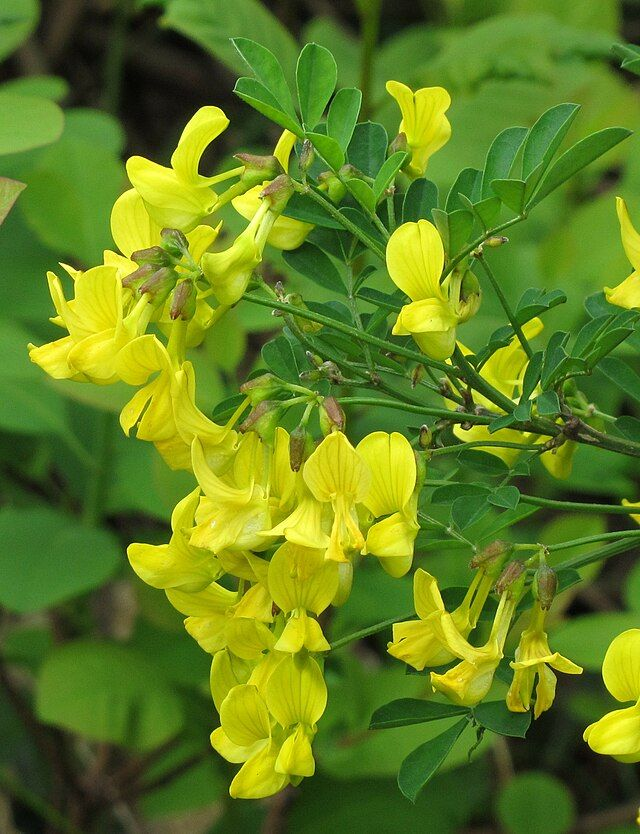 Coronille des Jardins (Coronilla emerus)