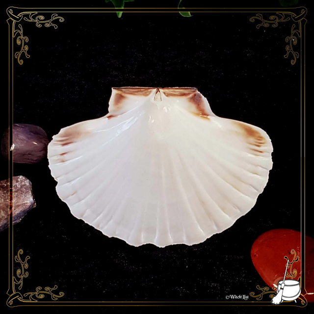 Coquille Saint-Jacques