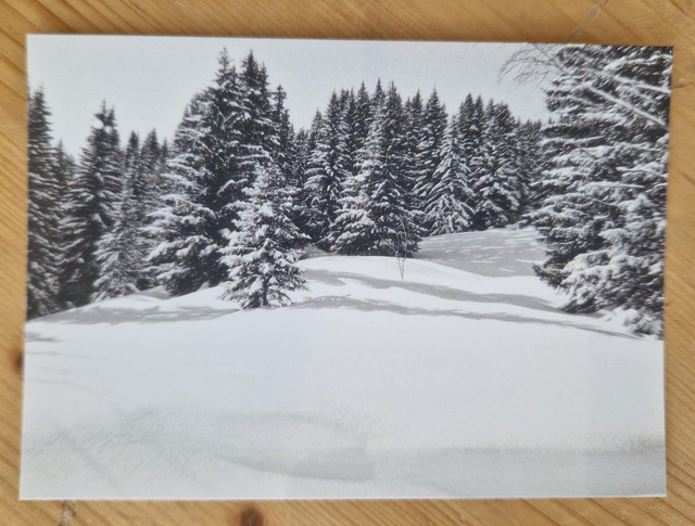 Carte postale Forêt Noir &amp; Blanc - Edition Périne Bonnard Photographie
