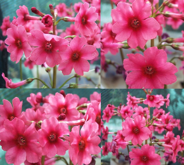 4 X plants Primula japonica Millers Crimson candelabra