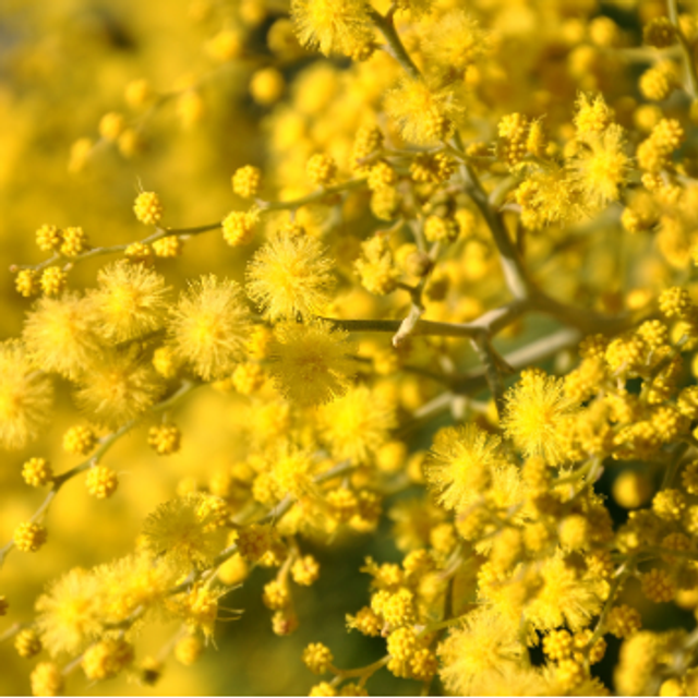 MIMOSA GALET FONDANT