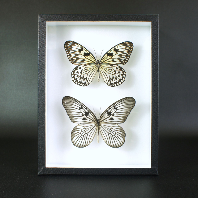 Idea leuconoe / Idea blanchardi