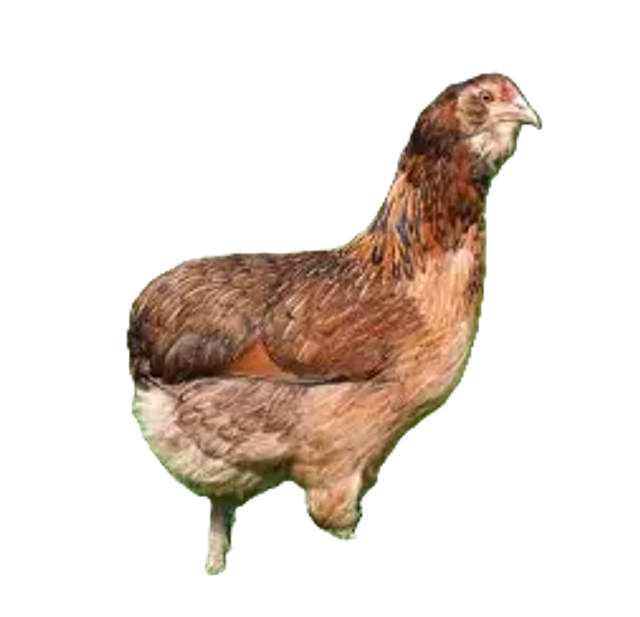 Araucana (oeuf bleu/vert)