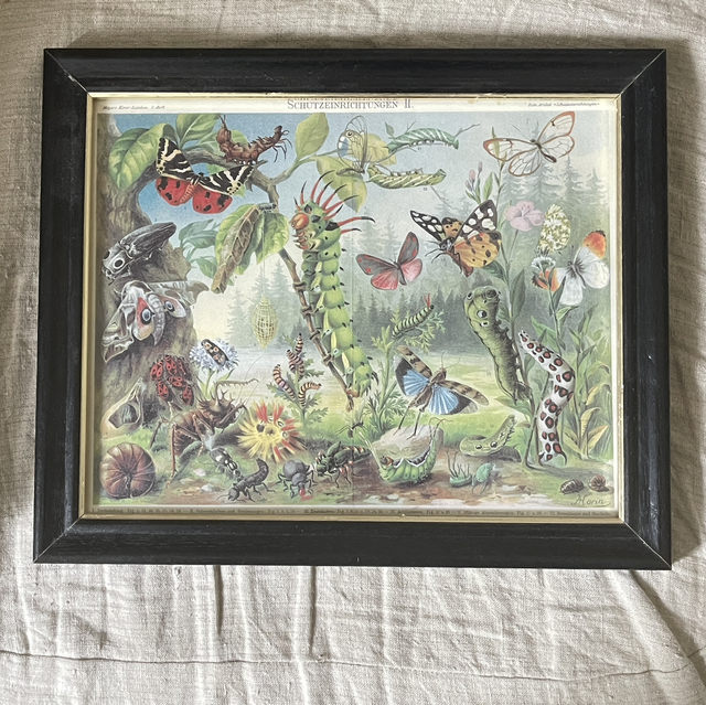Schmetterlinge Druck gerahmt 