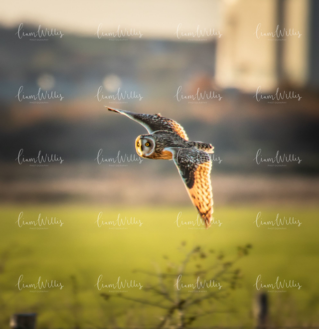 Short Eared Owl Print