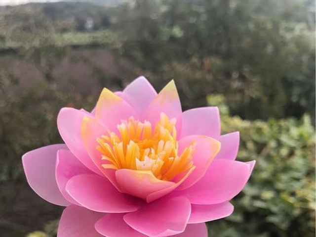 Lotus Flower 