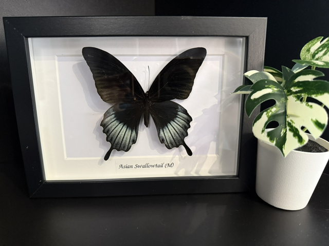 Asian Swallowtail