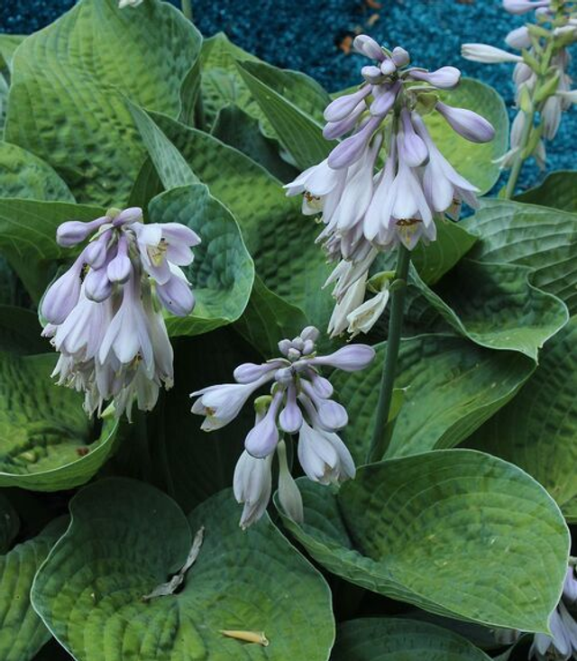 Hosta 'Big Daddy' 1 litre 