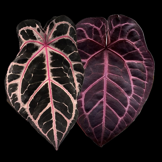 Anthurium Wonderboy A X Michelle