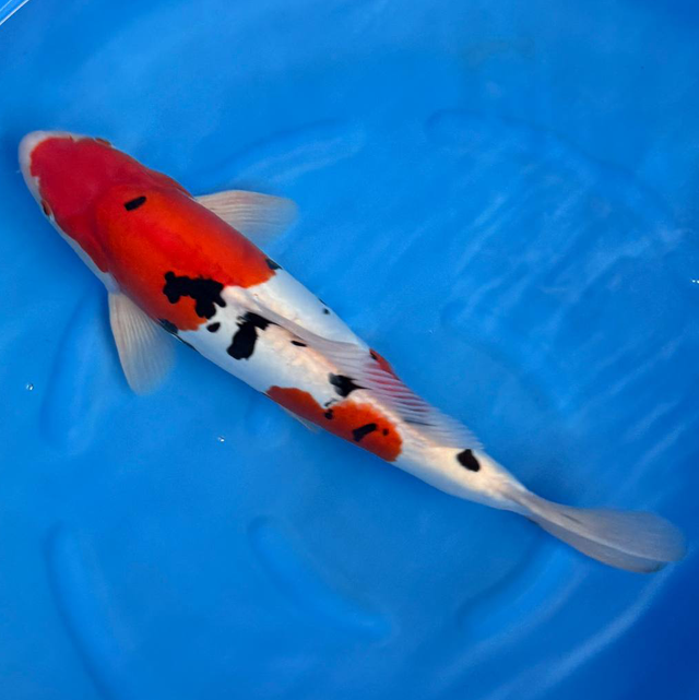 Yagengi Koi Farm - Circa 49cm - Douitsu Sanke - Nisai 
