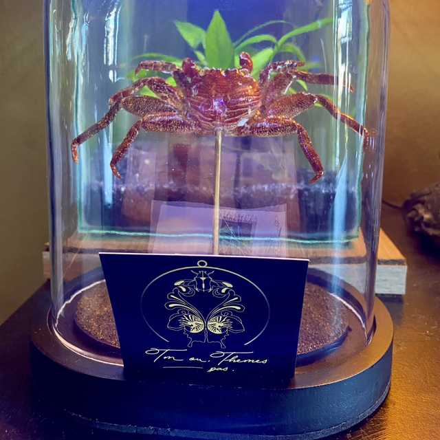 Globe en verre renfermant une mue de crabe 