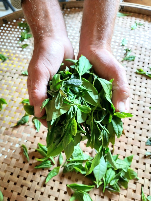 Green Tea Making Workshops 2026 : A Day In The Tea Gardens 