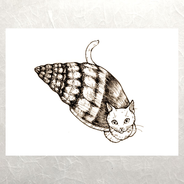 Shell Cats - Curious