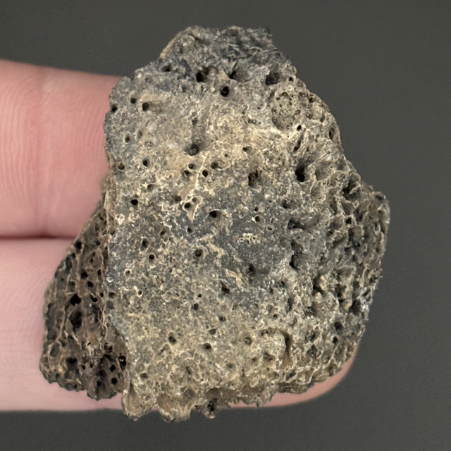 Glyptotherium Dermal Scute