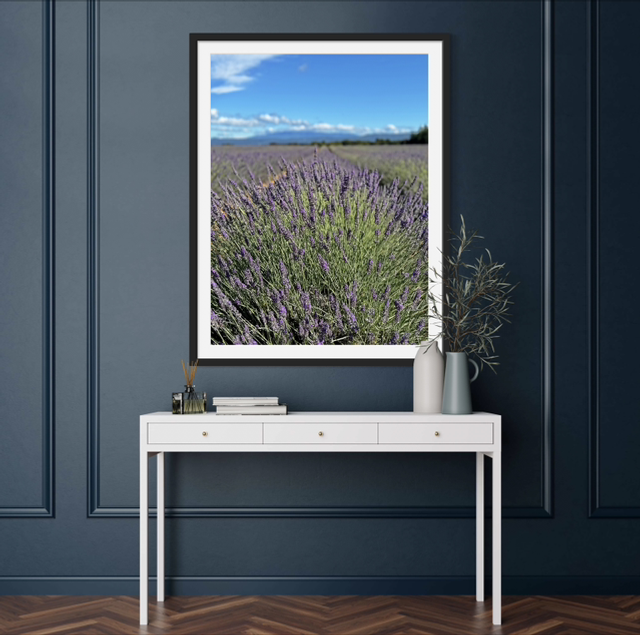 Champ de lavande à Buoux