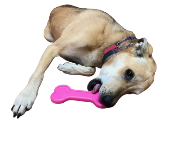 Jouet à mâcher pour chien en nylon ultra durable Bone eChew.