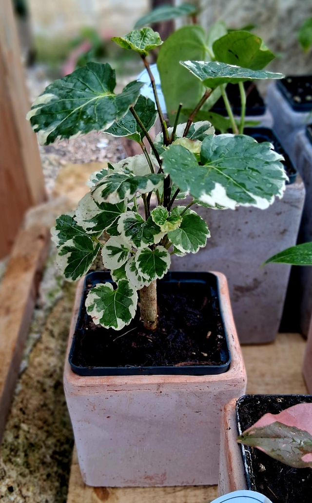 S03 . Polyscias balfouriana 'Butterfly' in "CUBO TERRA DI SIENA H 10 cm"