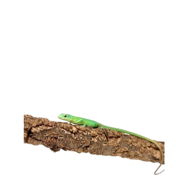 Gastropholis Prasina - lézard vert arboricole