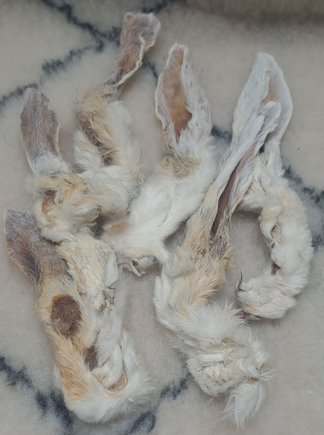 42 - Oreille de Lapin avec Poils Lot de 10